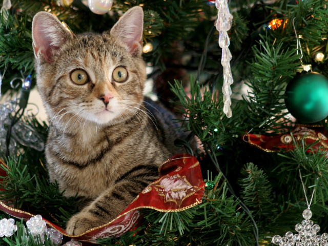 Любопытный серый котенок на наряженное елке