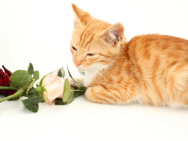 Милый рыжий котенок с розами на белом фоне