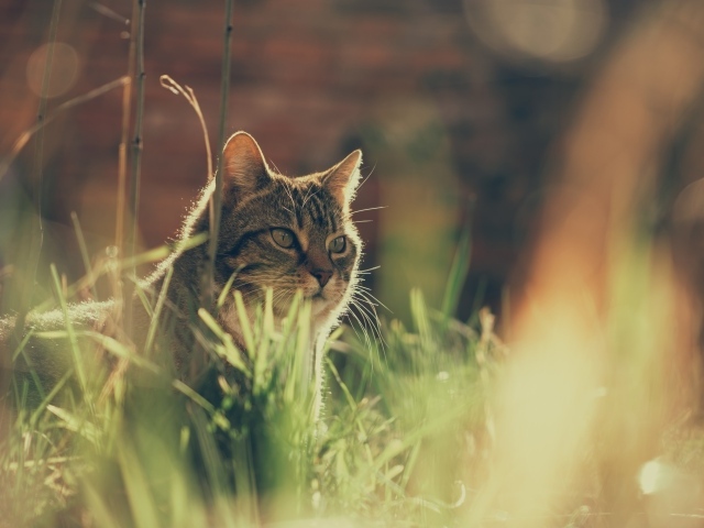 Недовольный серый кот в траве