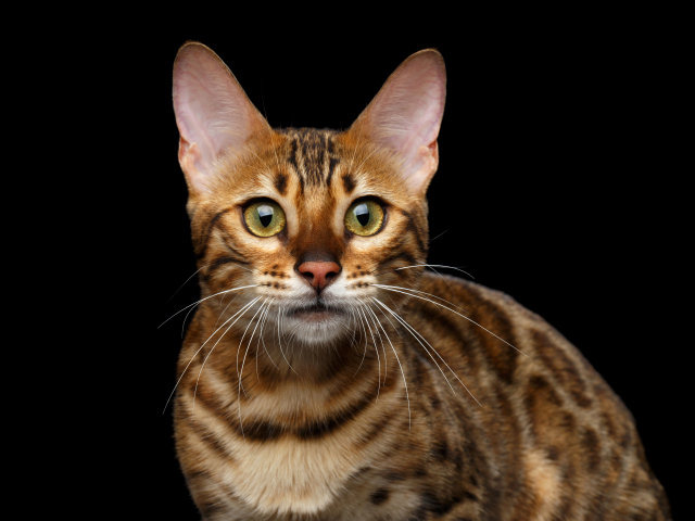 Дорогая Бенгальская кошка на черном фоне