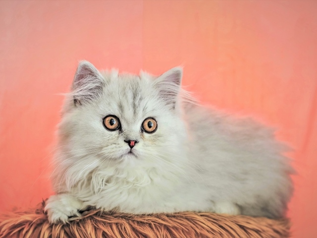 Пушистый белый персидский котенок на розовом фоне