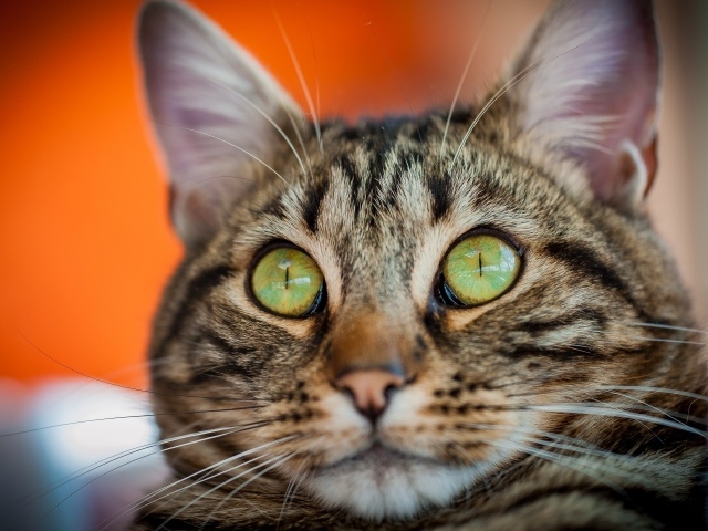 Забавная морда серого зеленоглазого кота