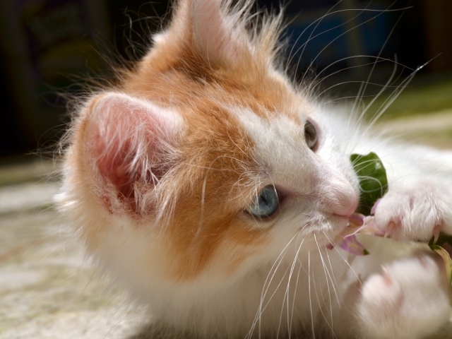 Забавный маленький пушистый рыжий с белым котенок с голубыми глазами