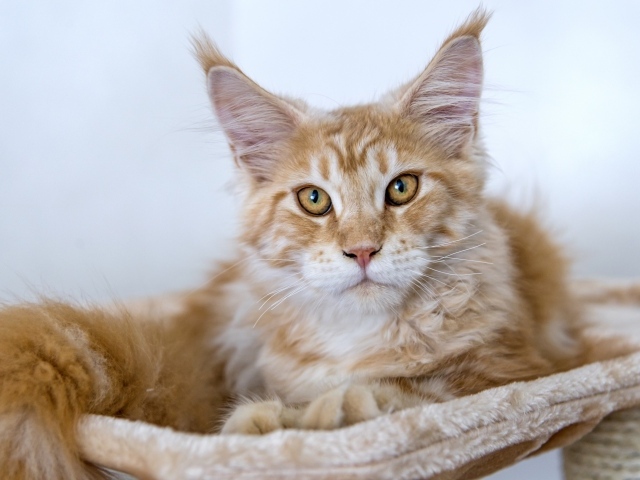 Пушистый рыжий кот породы мейн кун