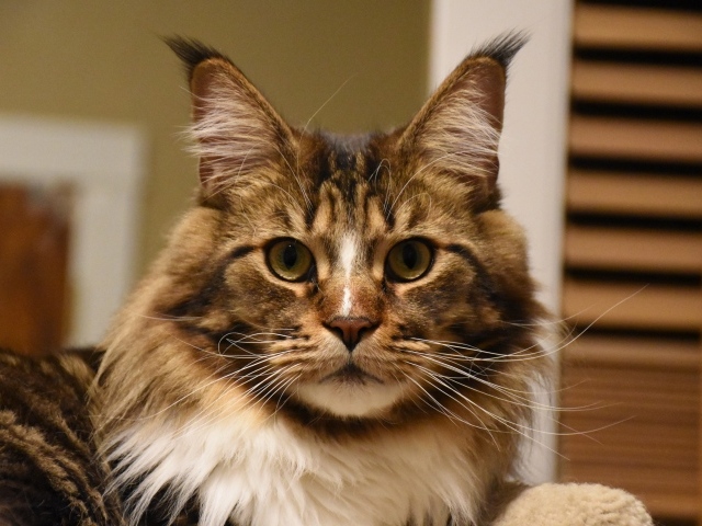 Серый красивый кот мейн кун крупным планом 