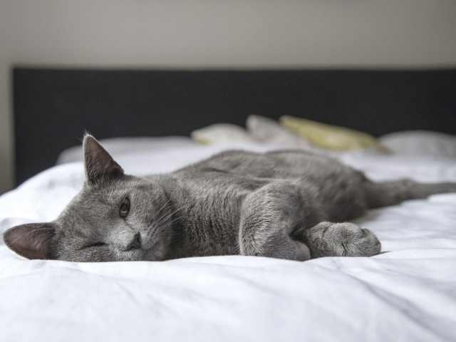 Серый кот спит на белой постели