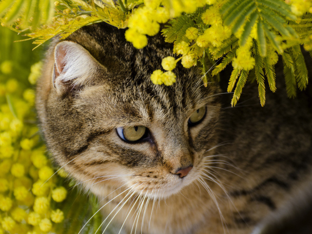 Серый кот в ветках мимозы