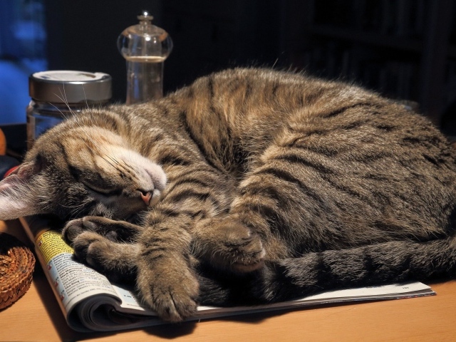 Серый кот спит на столе на журнале