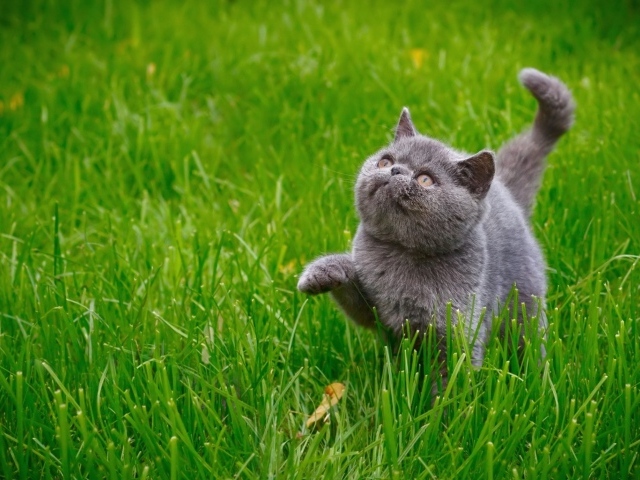 Серый котенок британец гуляет по зеленой траве