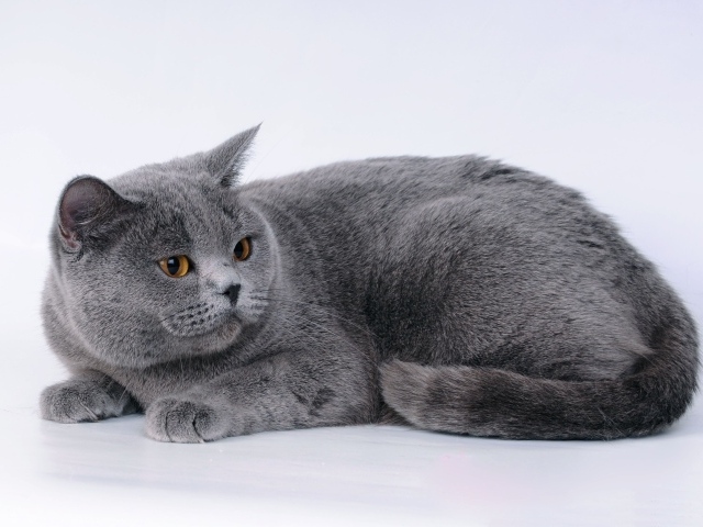 Большой британский кот на сером фоне