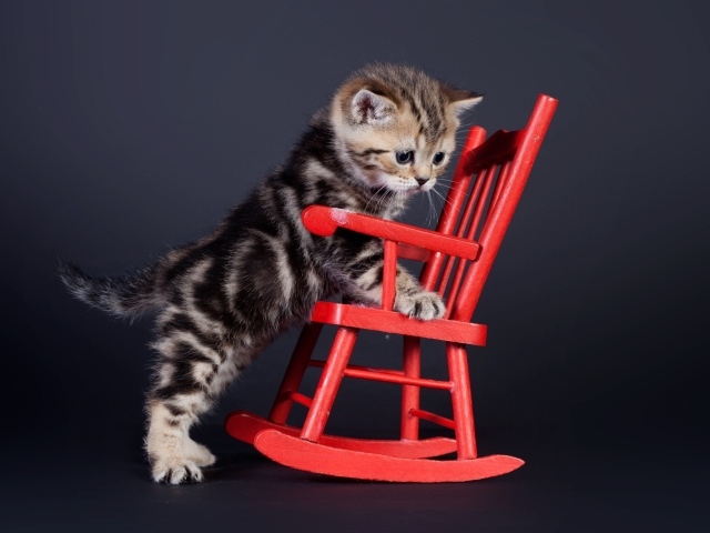Маленький шотландский котенок на красном игрушечном кресле