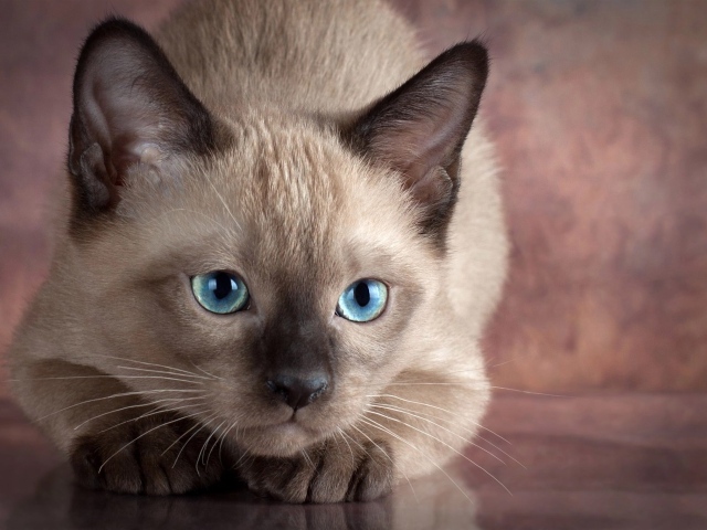 Маленький голубоглазый сиамский котенок