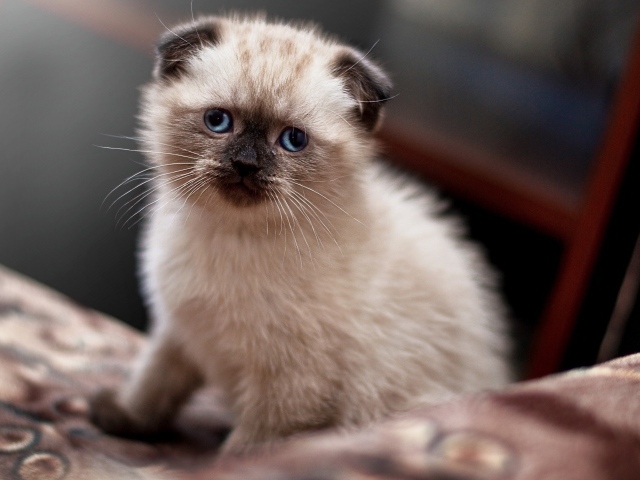 Маленький голубоглазый вислоухий котенок