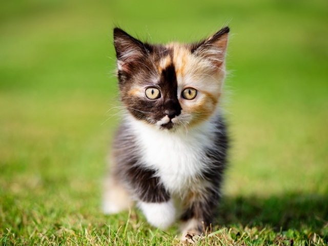 Маленький забавный трехцветный котенок на зеленой траве