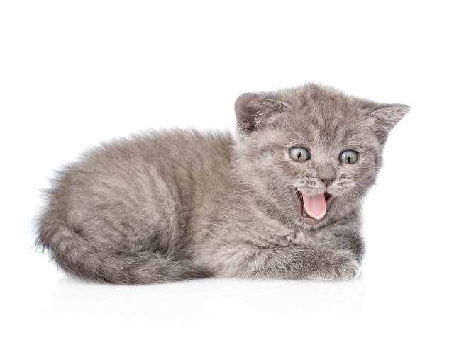 Маленький серый котенок в высунутым языком
