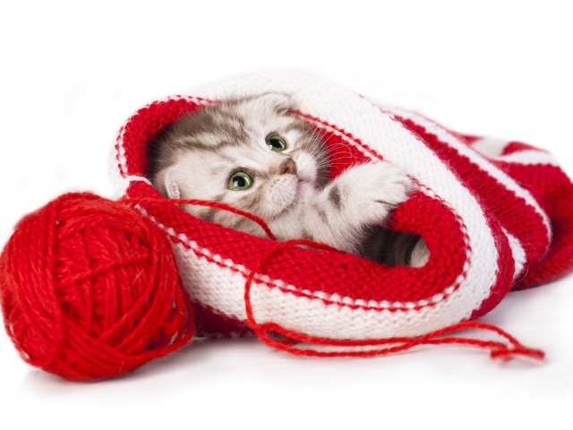 Маленький котенок спит в вязаной шапке