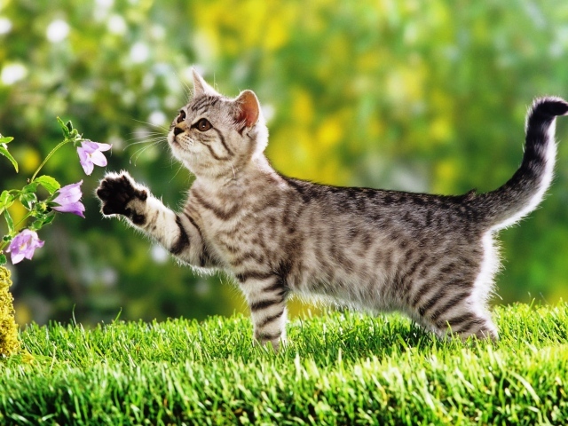 Маленький  котенок гуляет по зеленой траве