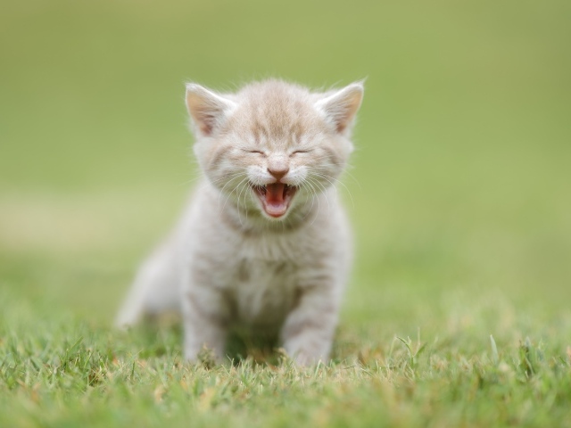 Маленький рыжий котенок на зеленой траве 