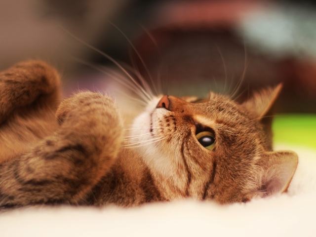 Милый кот лежит на спине