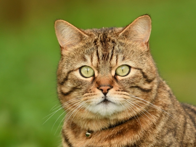 Морда породистого серого кота крупным планом 