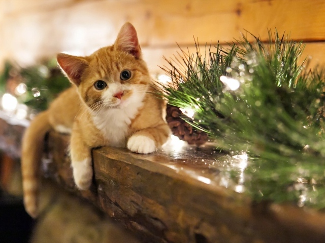 Рыжий котенок лежит на подоконнике