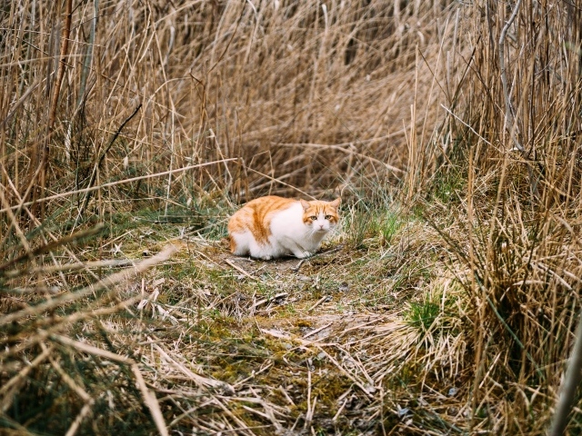 Рыже-белый испуганный кот в траве