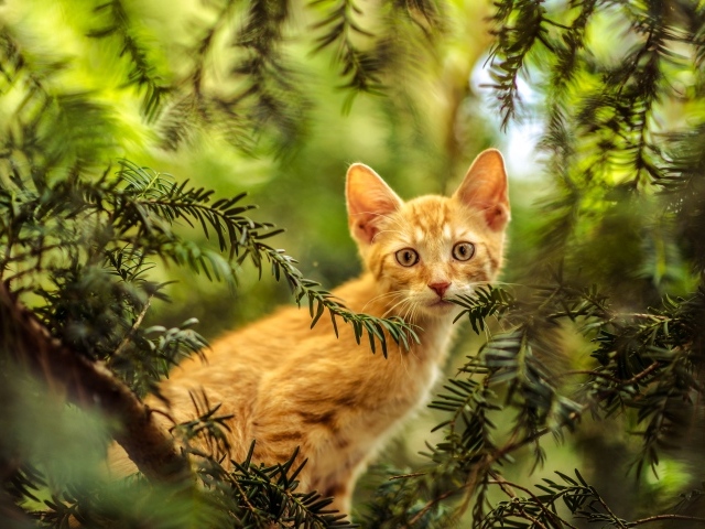 Рыжий любопытный котенок сидит в зеленых ветках