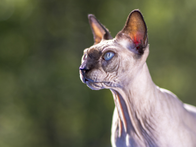Грозный взгляд голубоглазого кота породы Сфинкс