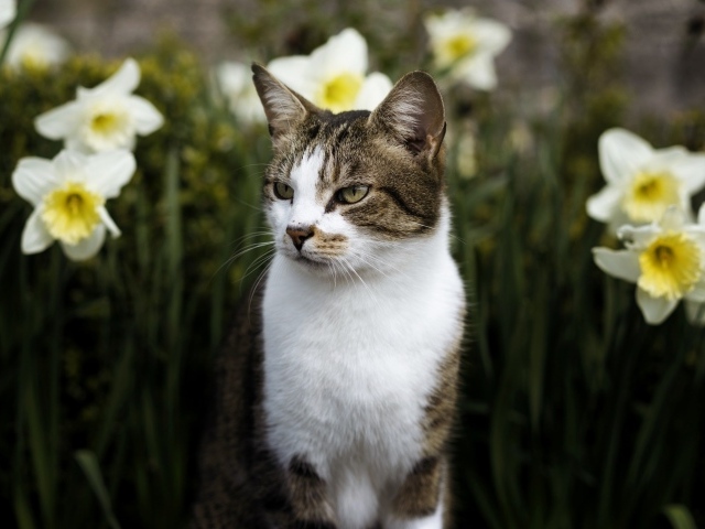 Кот сидит в белых цветах нарцисса