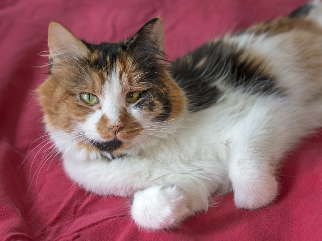 Трехцветная кошка лежит на розовом покрывале 