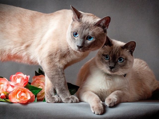 Два красивых голубоглазых сиамских кота на сером фоне