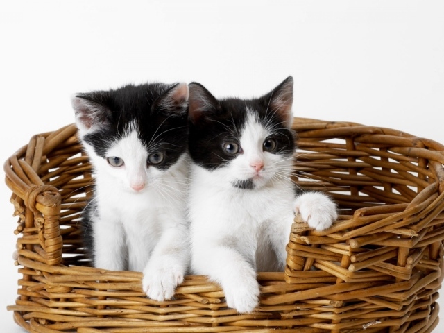 Два милых черно белых котенка в плетеной корзине на сером фоне
