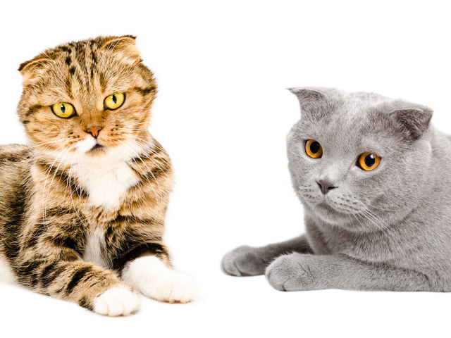 Два породистых вислоухих кота на белом фоне