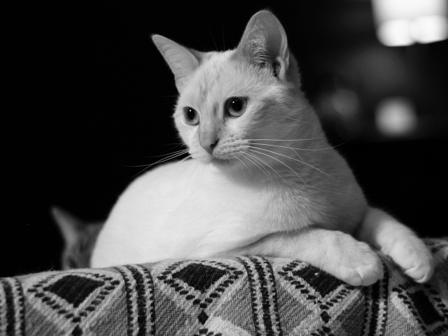 Белый кот лежит на диване черно белое фото 