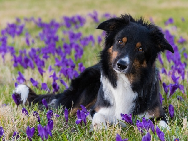 Собака породы бордер колли лежит на поле с фиолетовыми крокусами