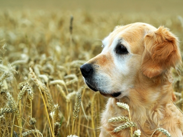 Собака породы золотистый ретривер сидит в поле пшеницы