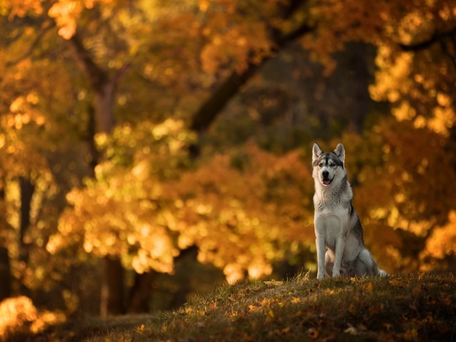 Собака породы хаски сидит на поляне в осеннем парке