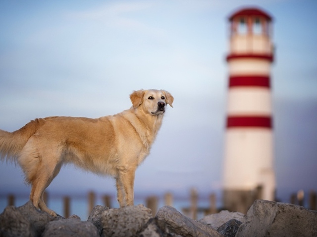 Золотистый ретривер стоит на камнях на фоне маяка