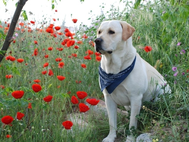 Золотистый ретривер с платком на шее сидит в красных маках
