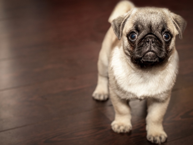 Маленький забавный щенок мопса