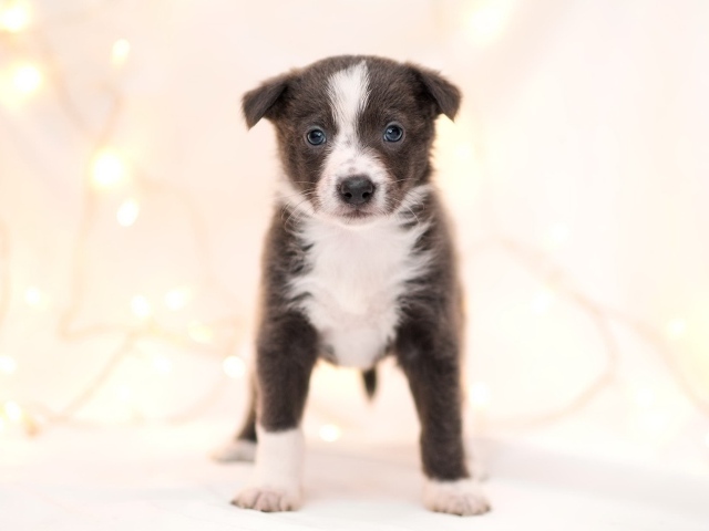 Маленький забавный щенок