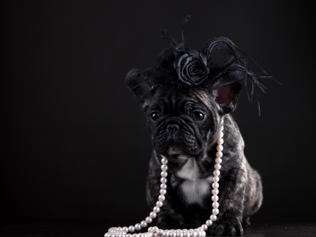 Щенок французского бульдога в бусах и шляпке