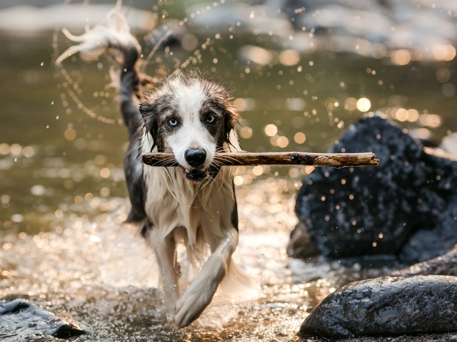 Мокрая собака с палкой во рту бежит по воде