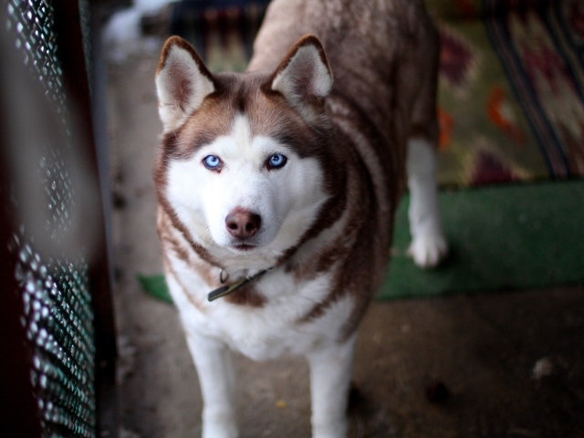 Красивый голубоглазый хаски