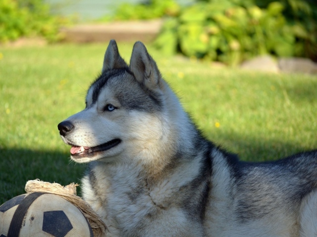 Красивый голубоглазый хаски лежит на зеленой траве