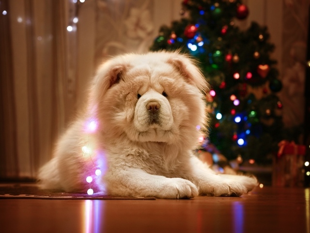 Большой красивый пес породы чау чау