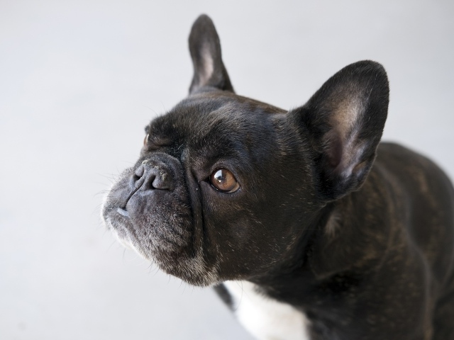 Черный французский бульдог на сером фоне