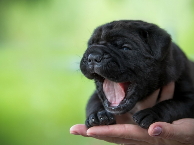 Черный милый щенок Кане-корсо зевает на руке