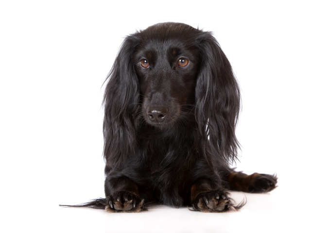 Черная такса на белом фоне