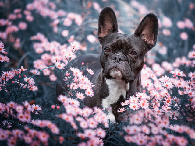 Черный французский бульдог сидит в цветах 
